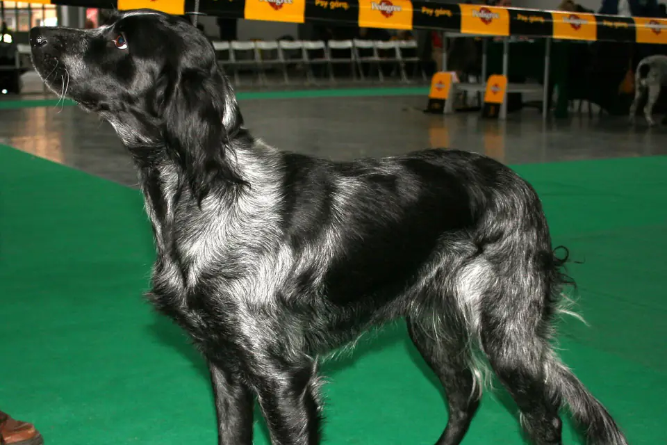 A Blue Picardy Spaniel