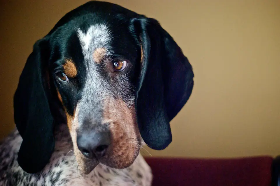 A Bluetick Coonhound
