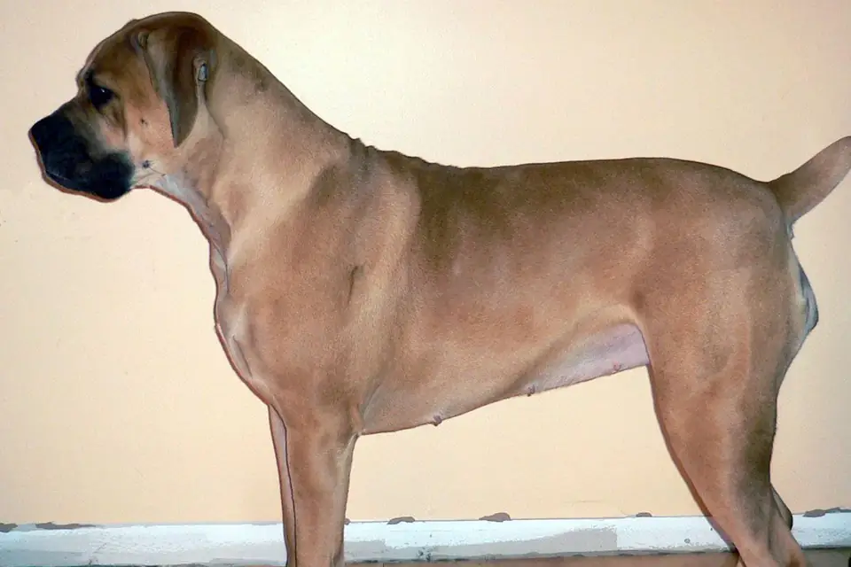 A Boerboel