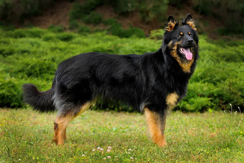 A Bohemian Shepherd