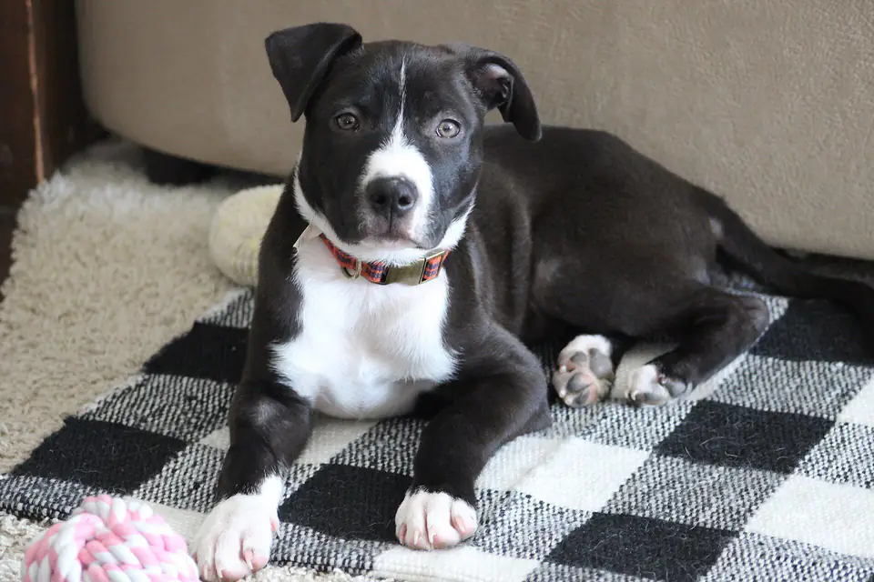A Borador, a Labrador Retriever and Border Collie cross