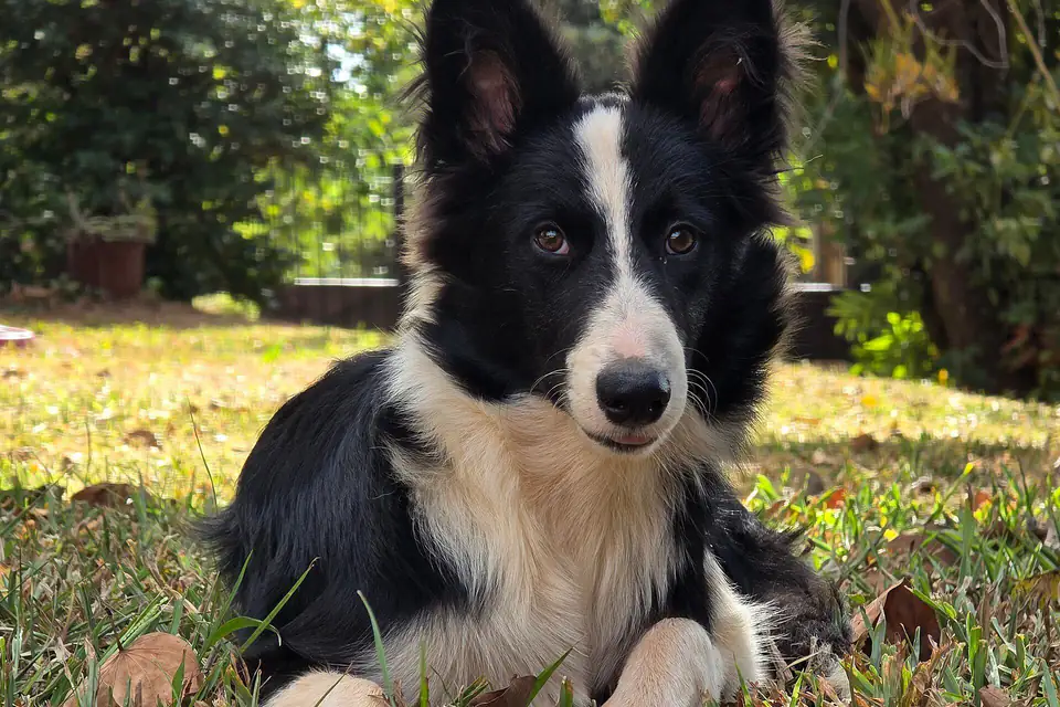 A Border Collie