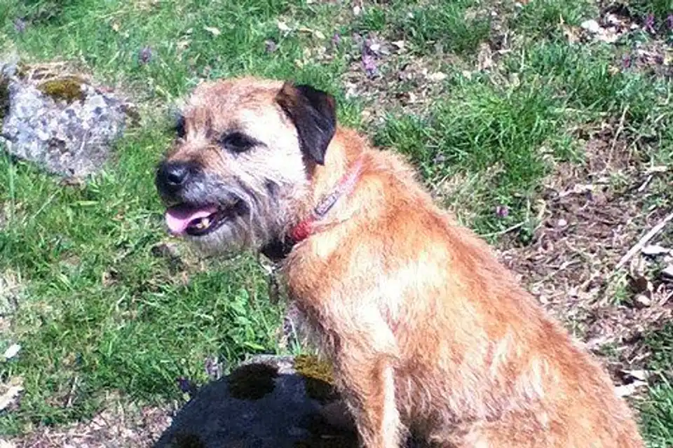 A Border Terrier