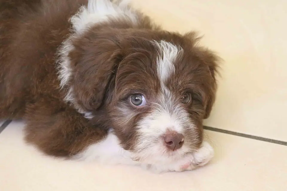 A Bordoodle, a Border Collie and Poodle cross