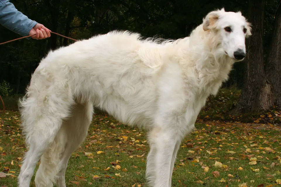 A Borzoi