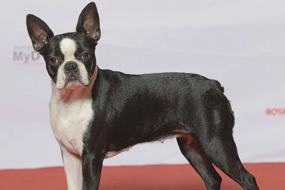 A Boston Terrier
