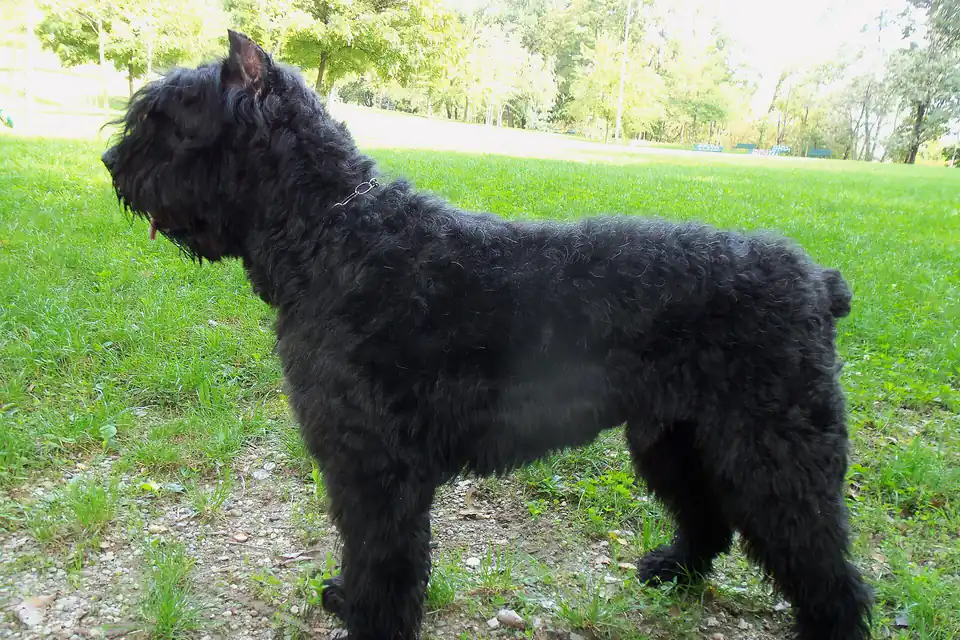 A Bouvier des Flandres