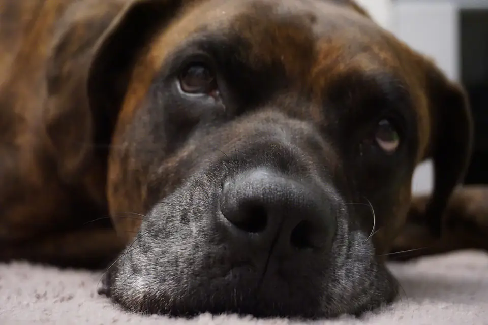 A Boxador, a Boxer and Labrador Retriever cross