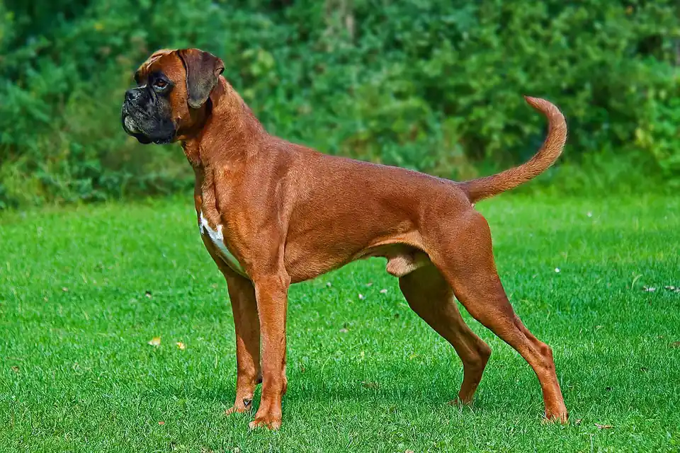 A Boxer
