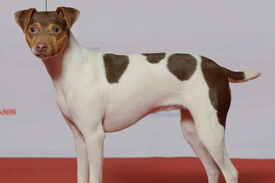 A Brazilian Terrier
