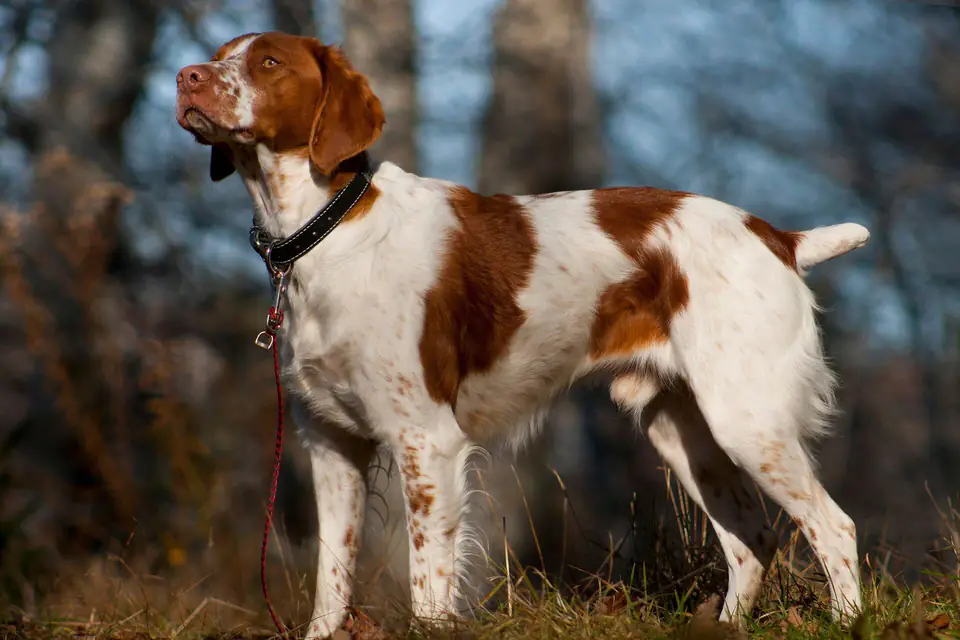 A Brittany