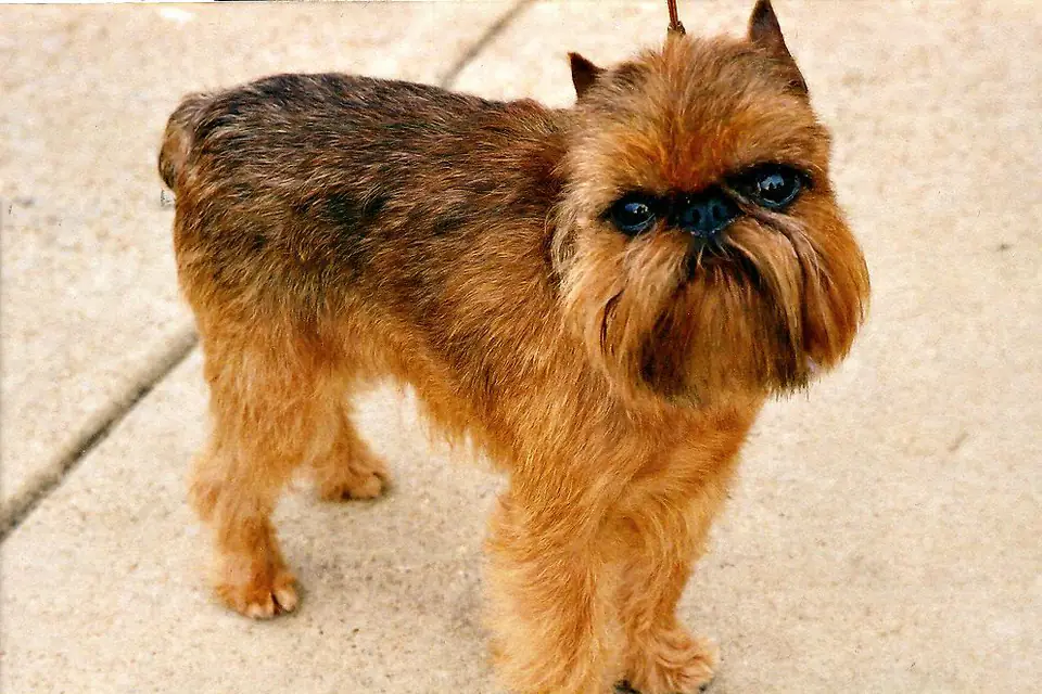 A Brussels Griffon