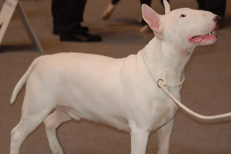 A Bull Terrier