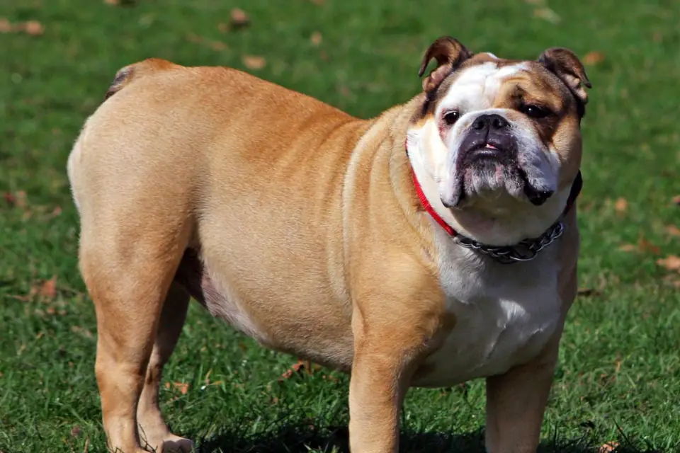 A Bulldog