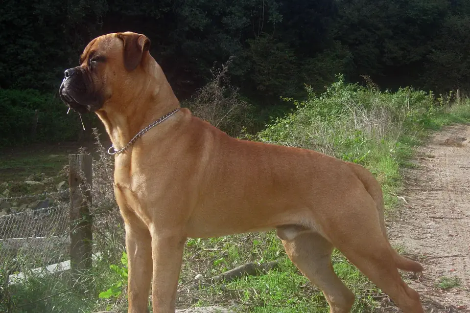 A Bullmastiff