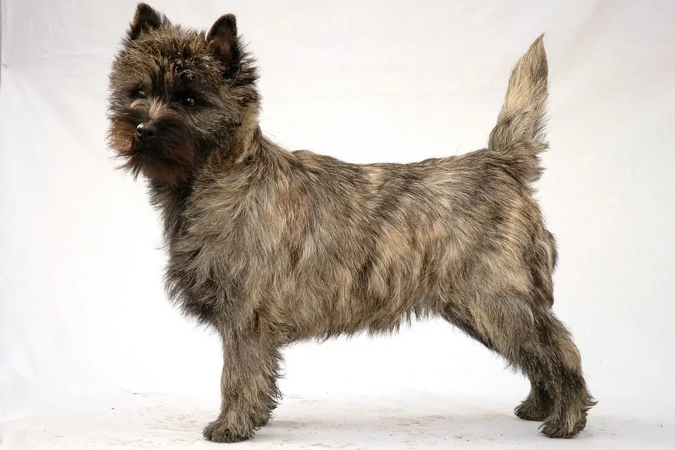 A Cairn Terrier