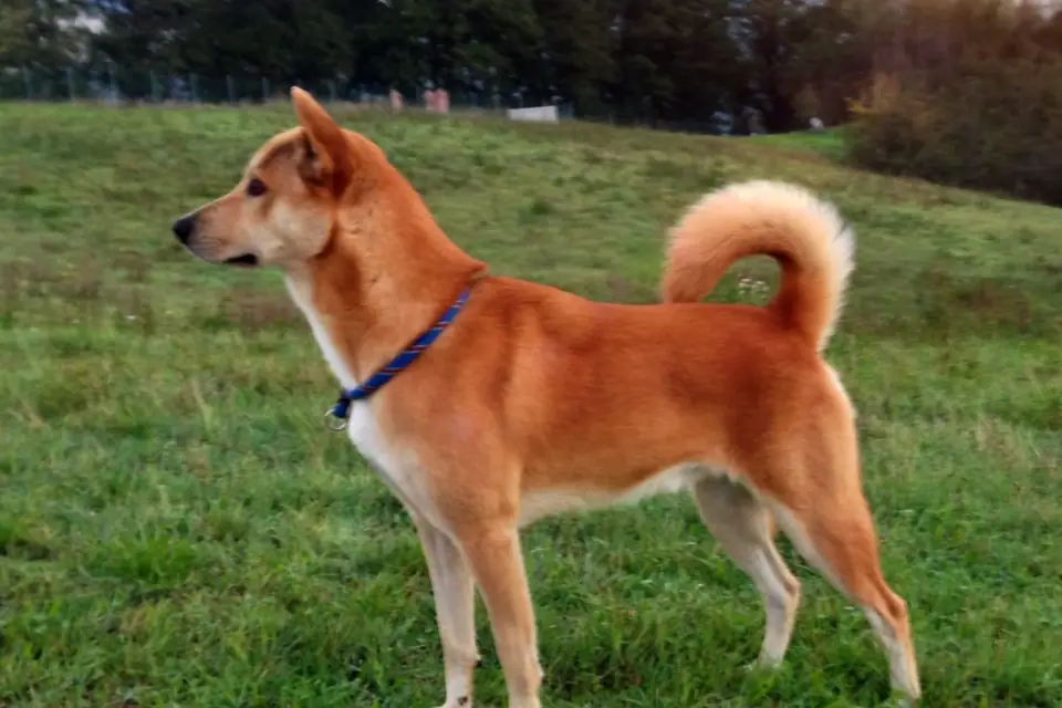 A Canaan Dog