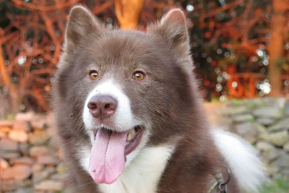 A Canadian Eskimo Dog