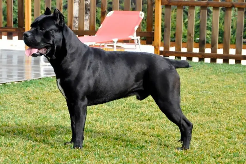 A Cane Corso