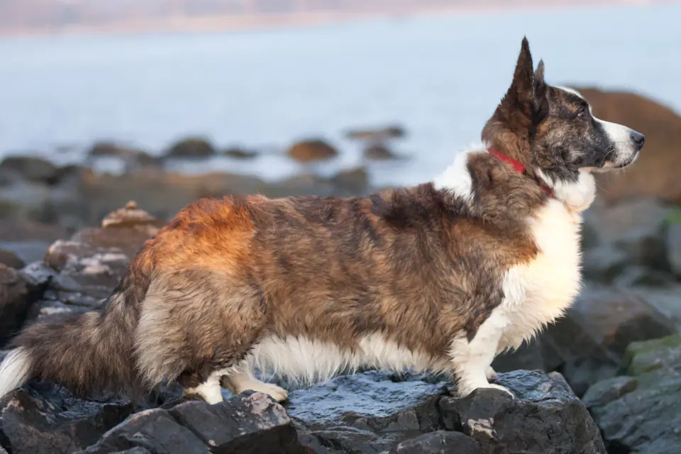 A Cardigan Welsh Corgi