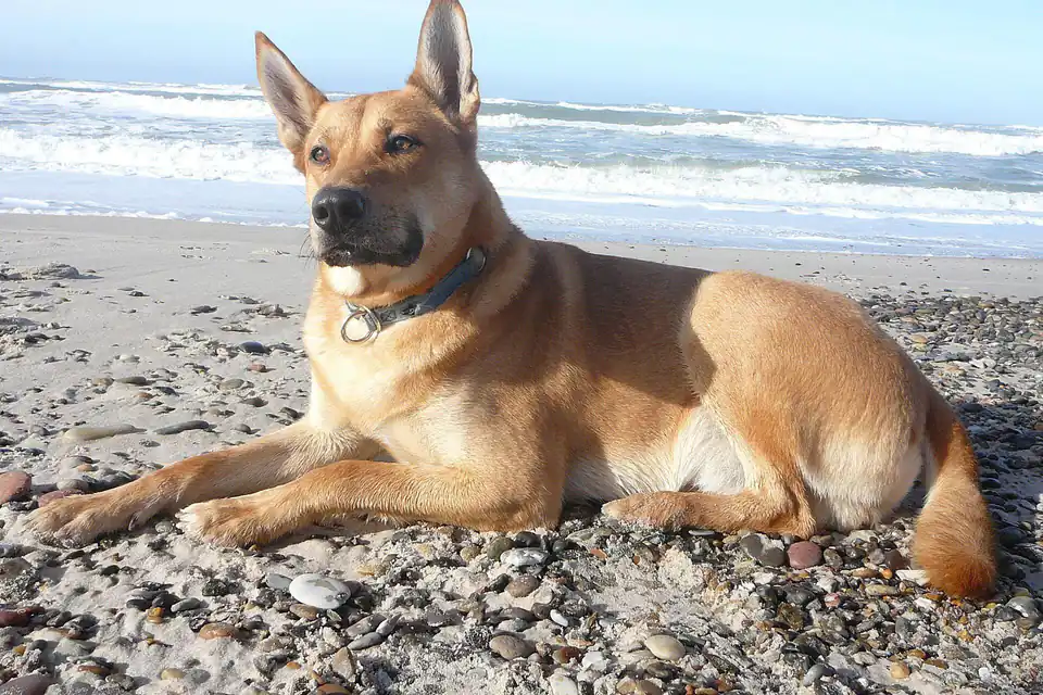 A Carolina Dog