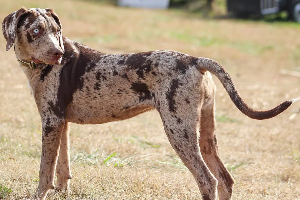 A Catahoula Leopard Dog
