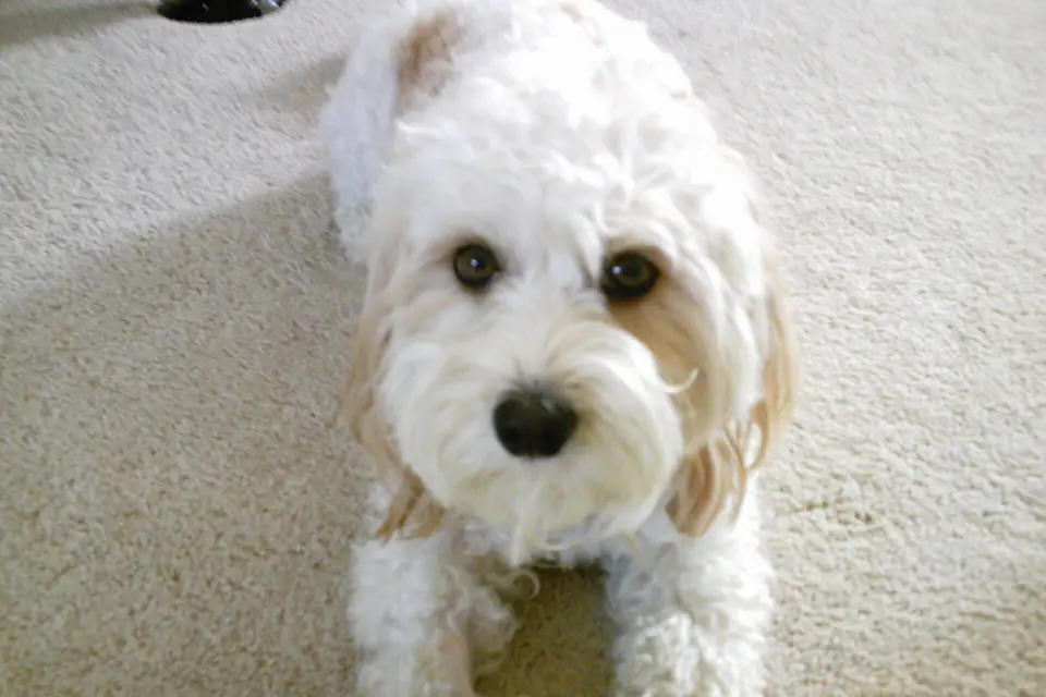 A Cavachon, a Cavalier King Charles Spaniel and Bichon Frise cross