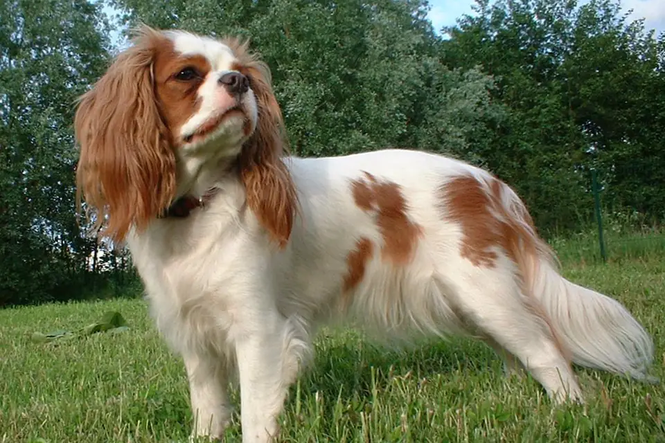 A Cavalier King Charles Spaniel