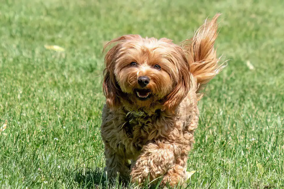 A Cavapoo, a Cavalier King Charles Spaniel and Poodle cross