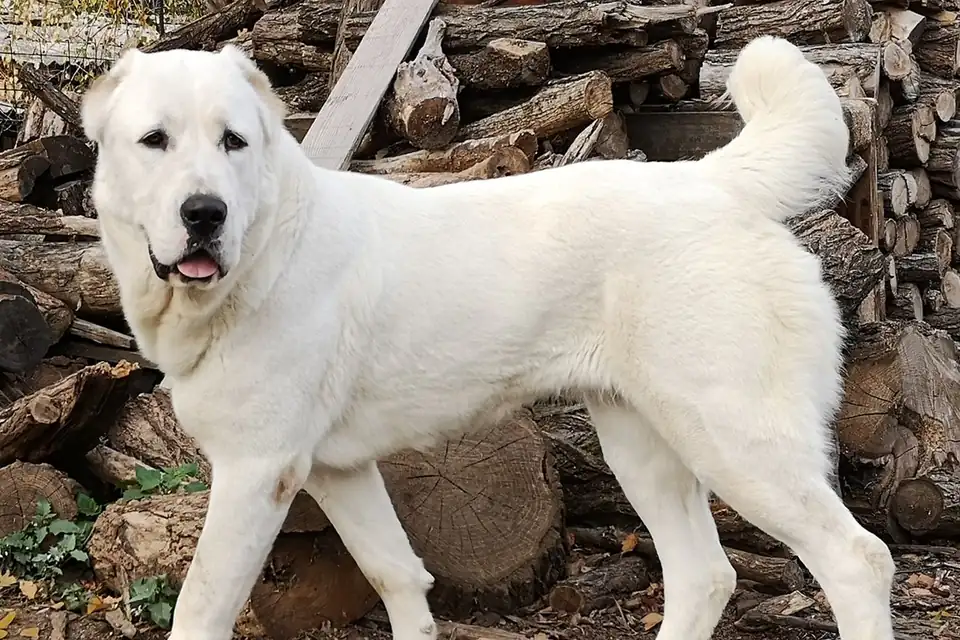 A Central Asian Shepherd Dog
