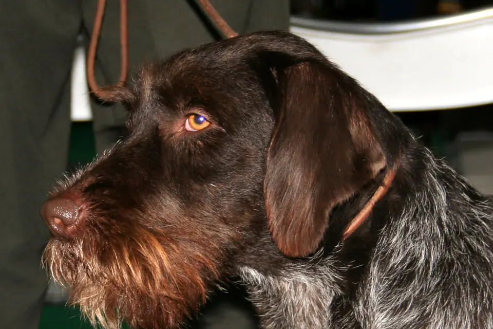 A Cesky Fousek