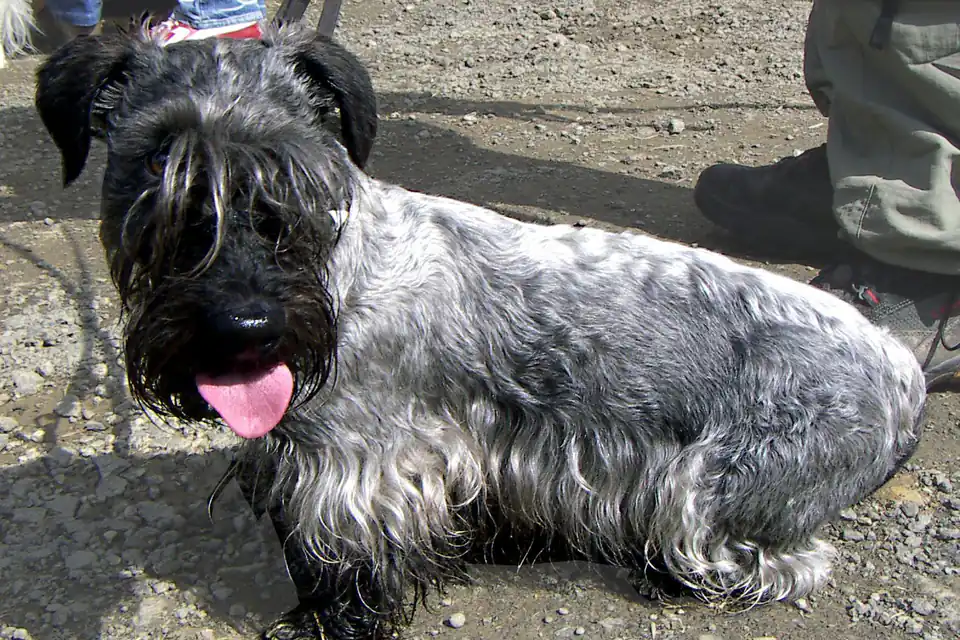 A Cesky Terrier
