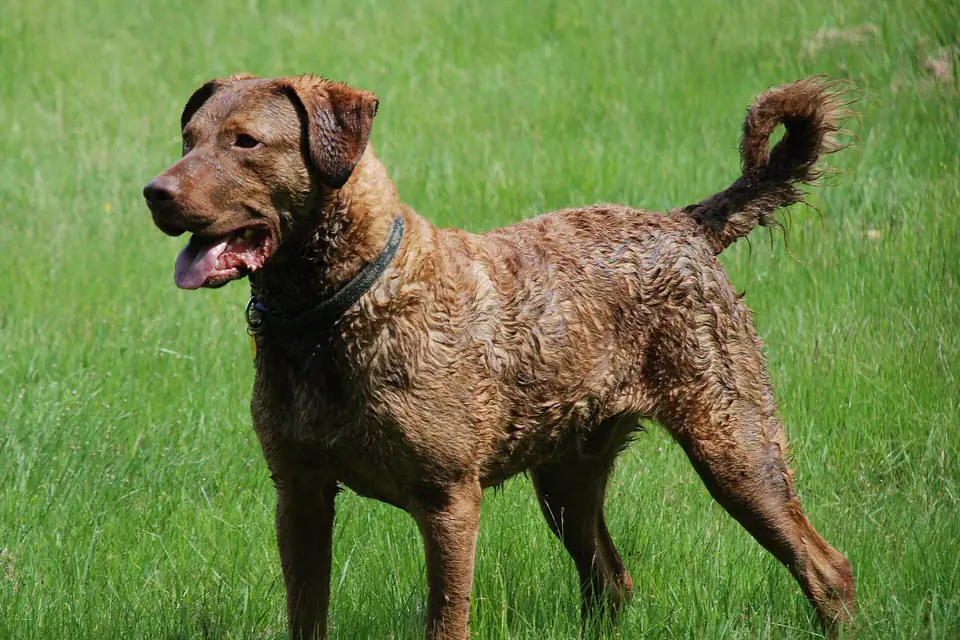A Chesapeake Bay Retriever