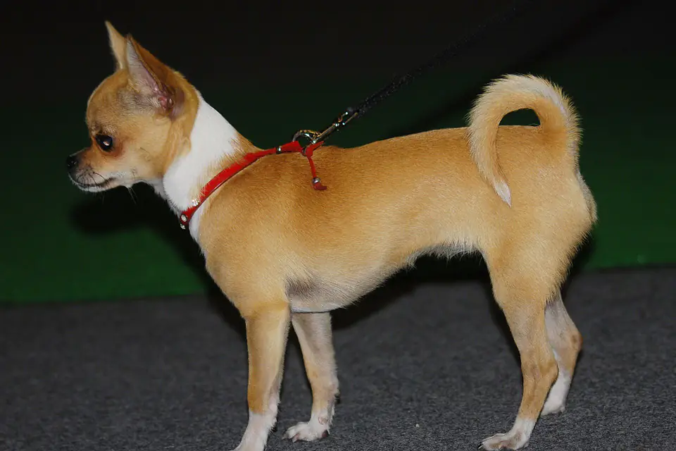 A Chihuahua