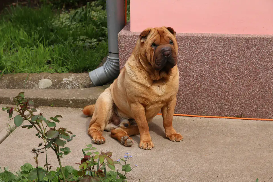 A Chinese Shar-Pei