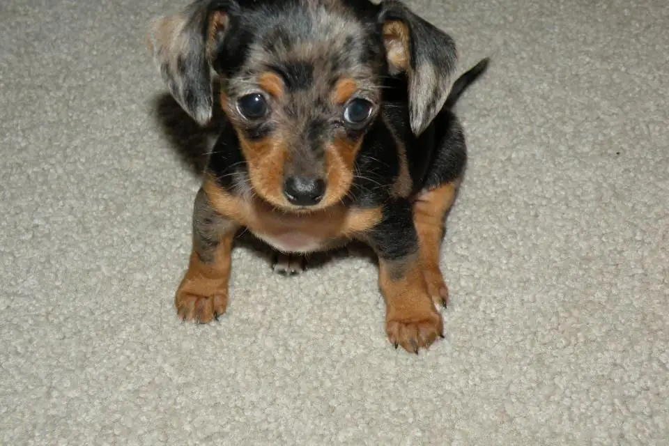 A Chiweenie, a Chihuahua and Dachshund cross