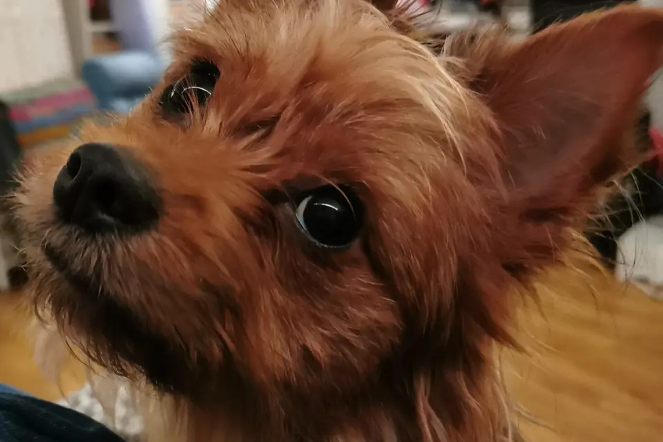 A Chorkie, a Chihuahua and Yorkshire Terrier cross