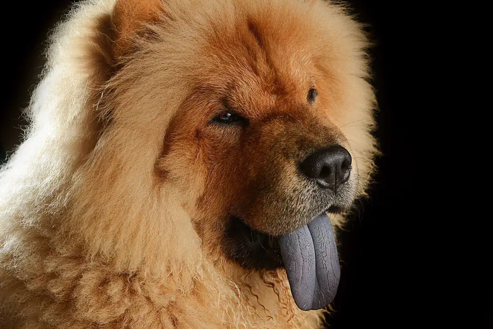 A Chow Chow