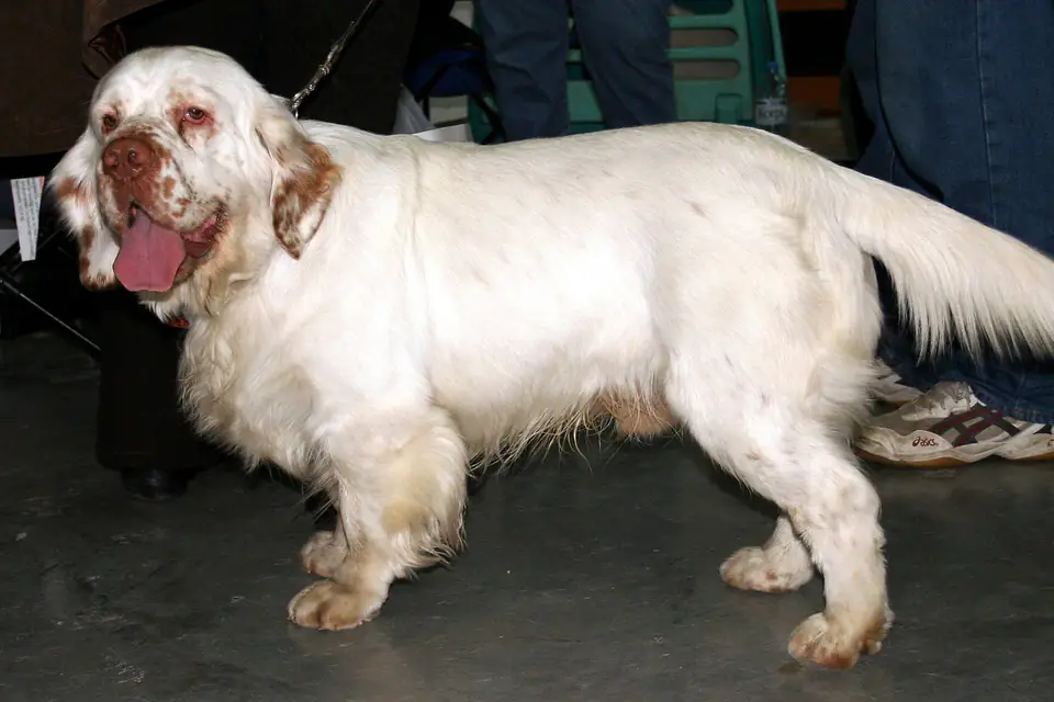 A Clumber Spaniel