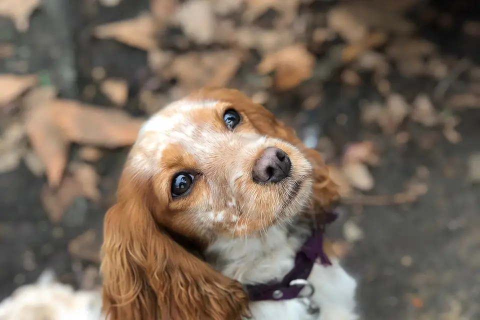 A Cockalier, a Cocker Spaniel and Cavalier King Charles Spaniel cross