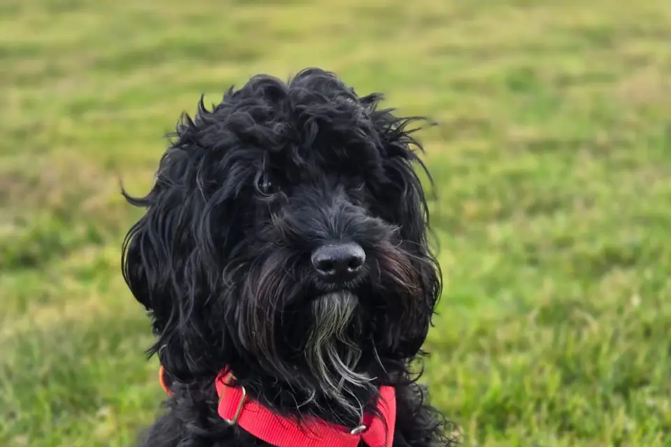 A Cockapoo, a Cocker Spaniel and Poodle cross
