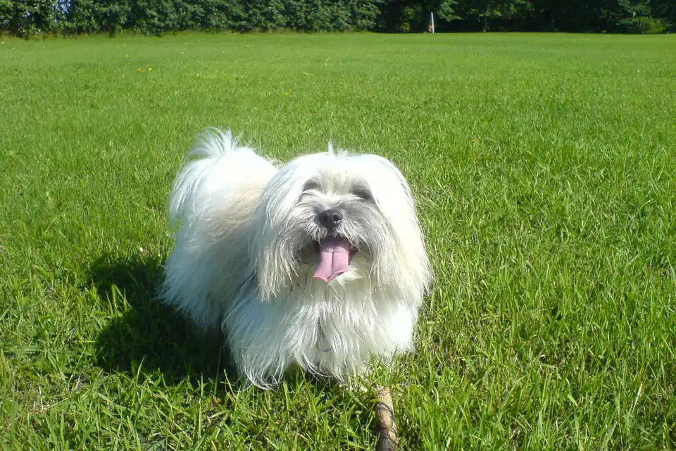 A Coton de Tulear