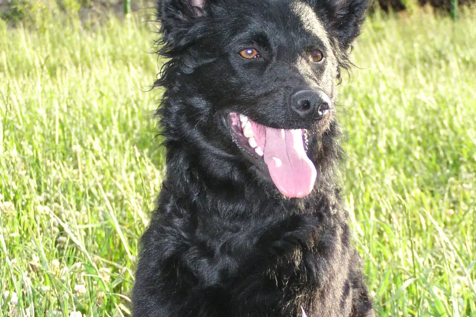 A Croatian Sheepdog