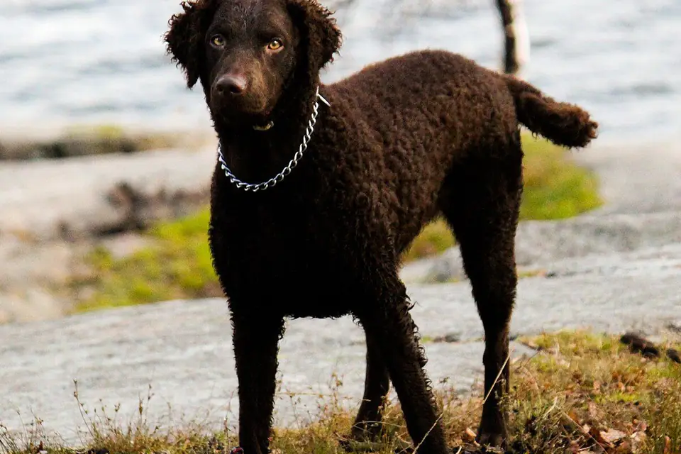 A Curly-Coated Retriever