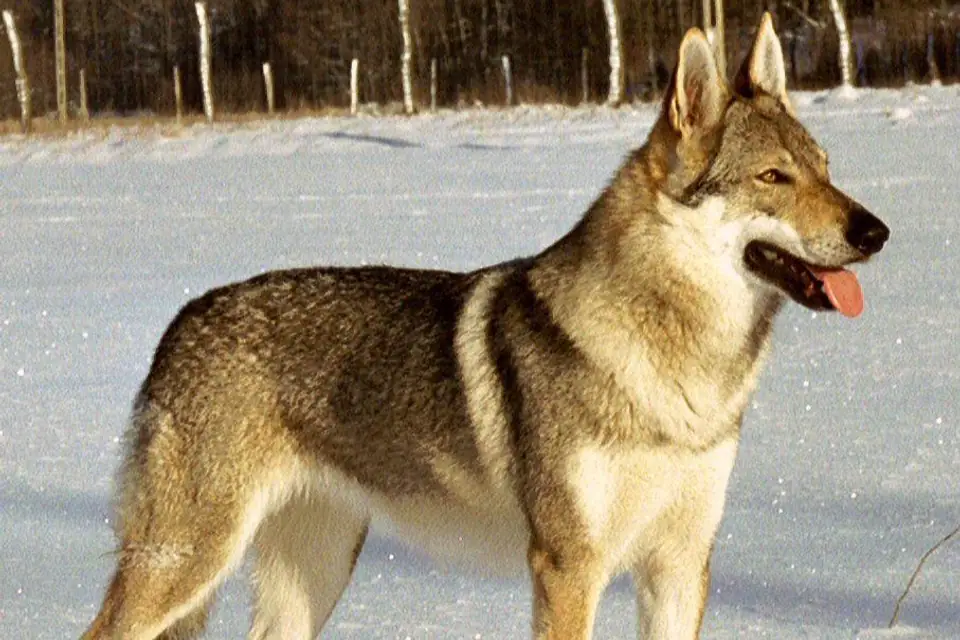 A Czechoslovakian Vlciak