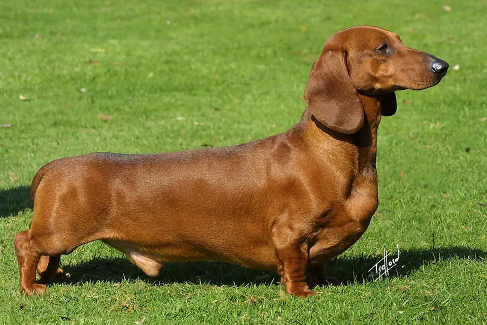 A Dachshund