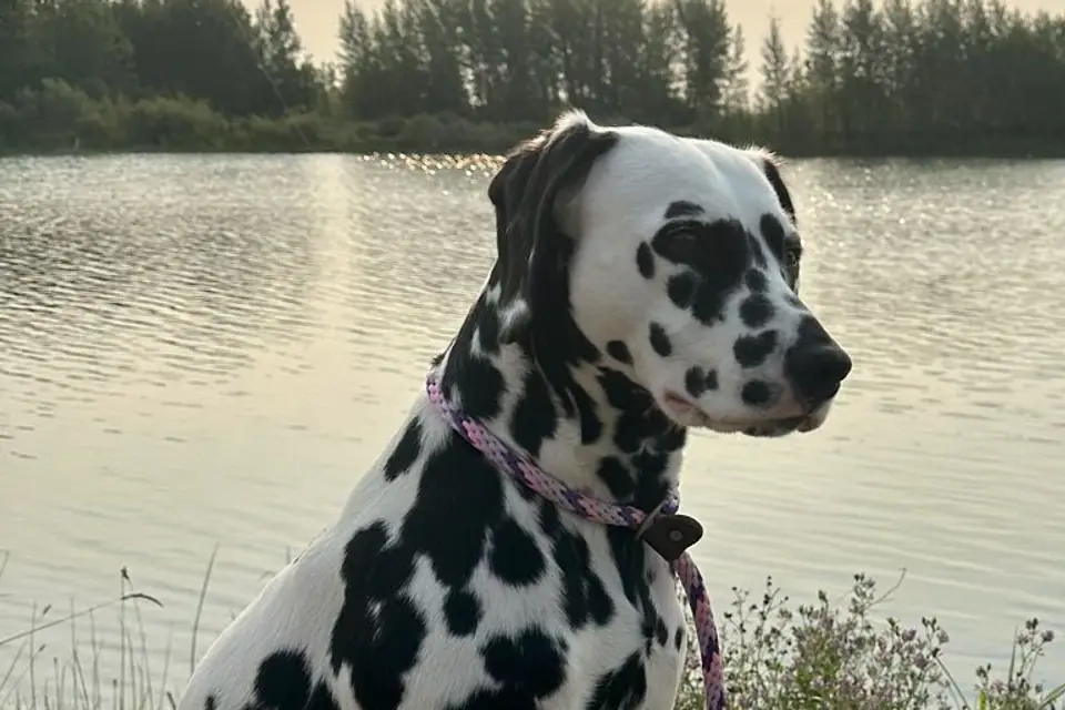 A Dalmatian