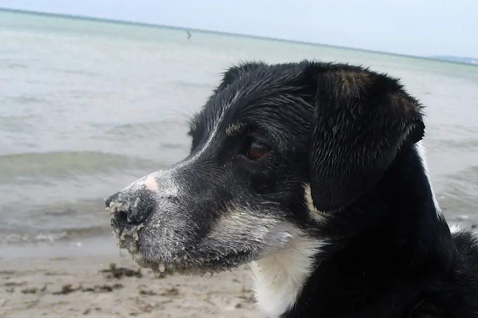 A Danish-Swedish Farmdog