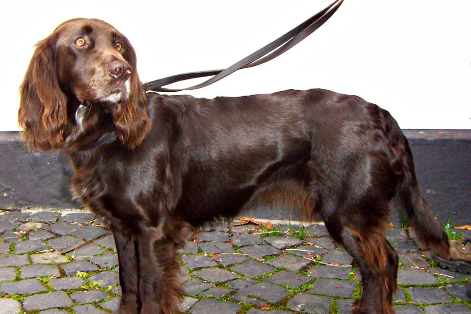 A Deutscher Wachtelhund