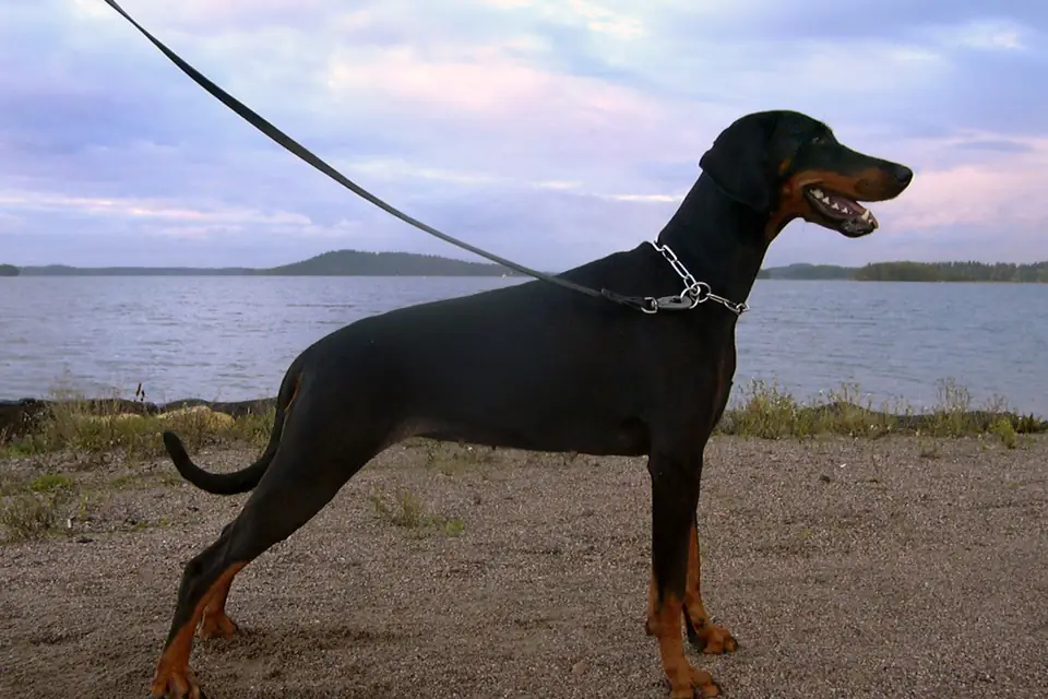 A Doberman Pinscher